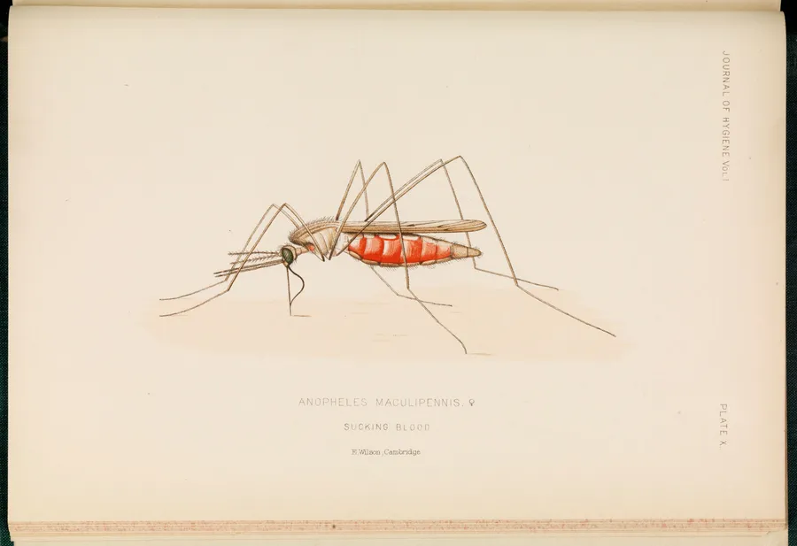 A colour lithograph of Anopheles maculipennis, the malaria mosquito, shown feeding, its abdomen swollen and banded red with blood.